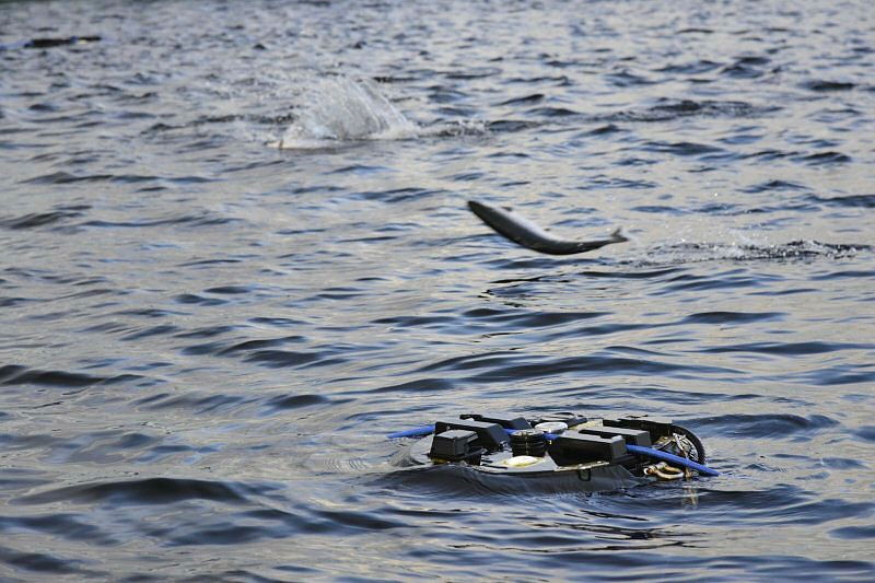Hoppende Fisk Og Stingray.jpg.nyfn64whmimna9njqa0a.heuuhj Lna